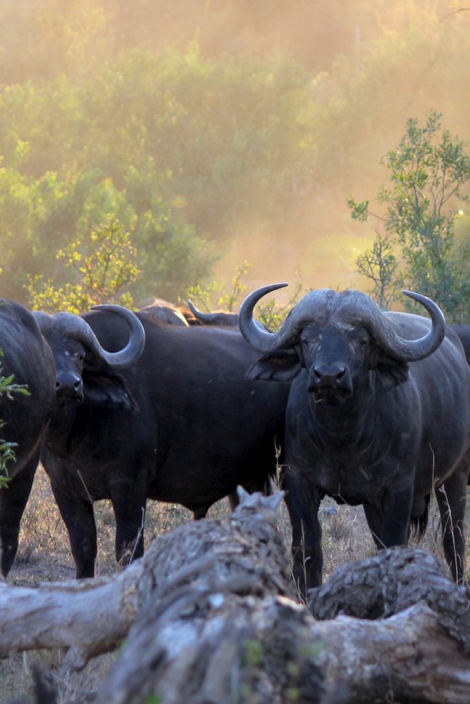 wholesale buffalo horn