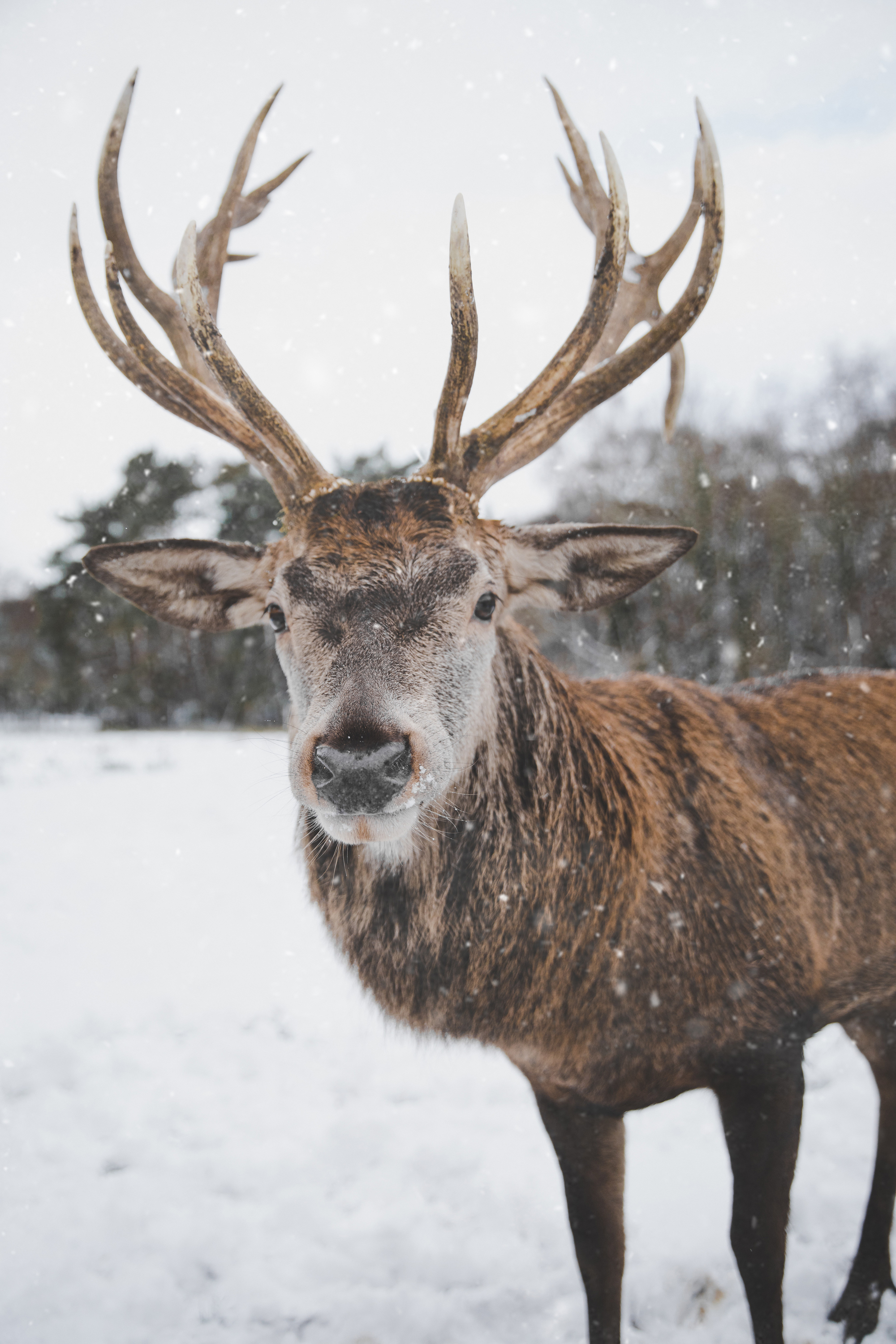 reindeer antlers wholesale