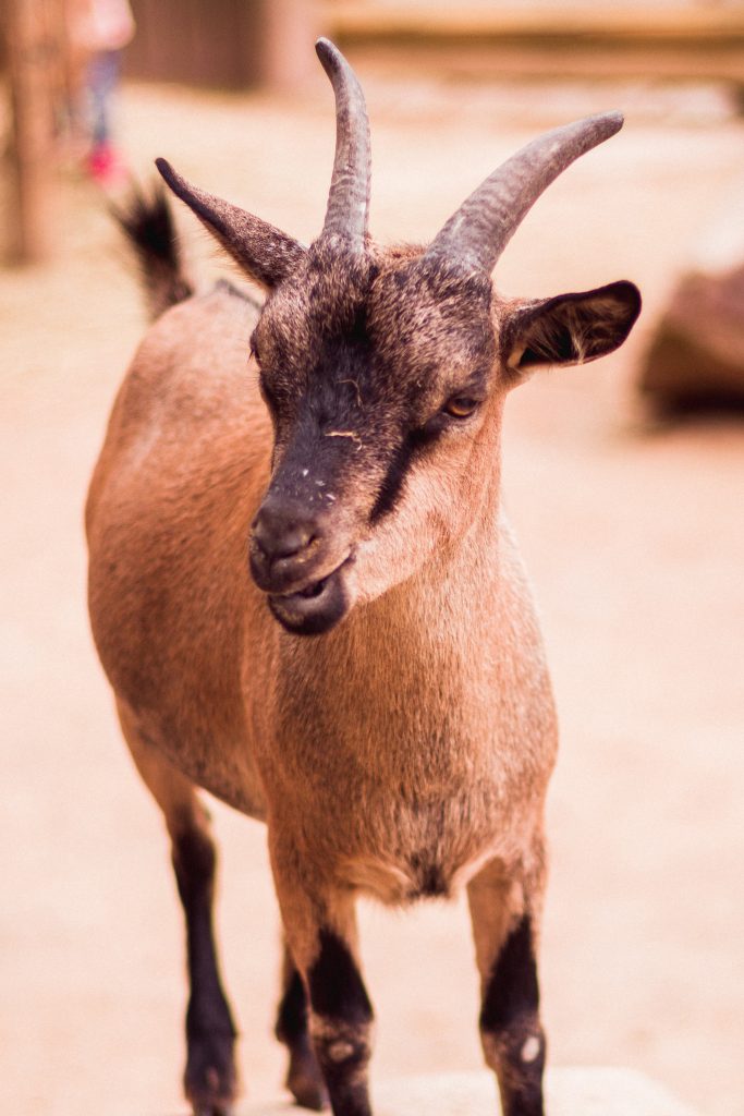 wholesale goat horn